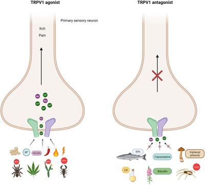 A journey from molecule to physiology and in silico tools for drug discovery targeting the transient receptor potential vanilloid type 1 (TRPV1) channel